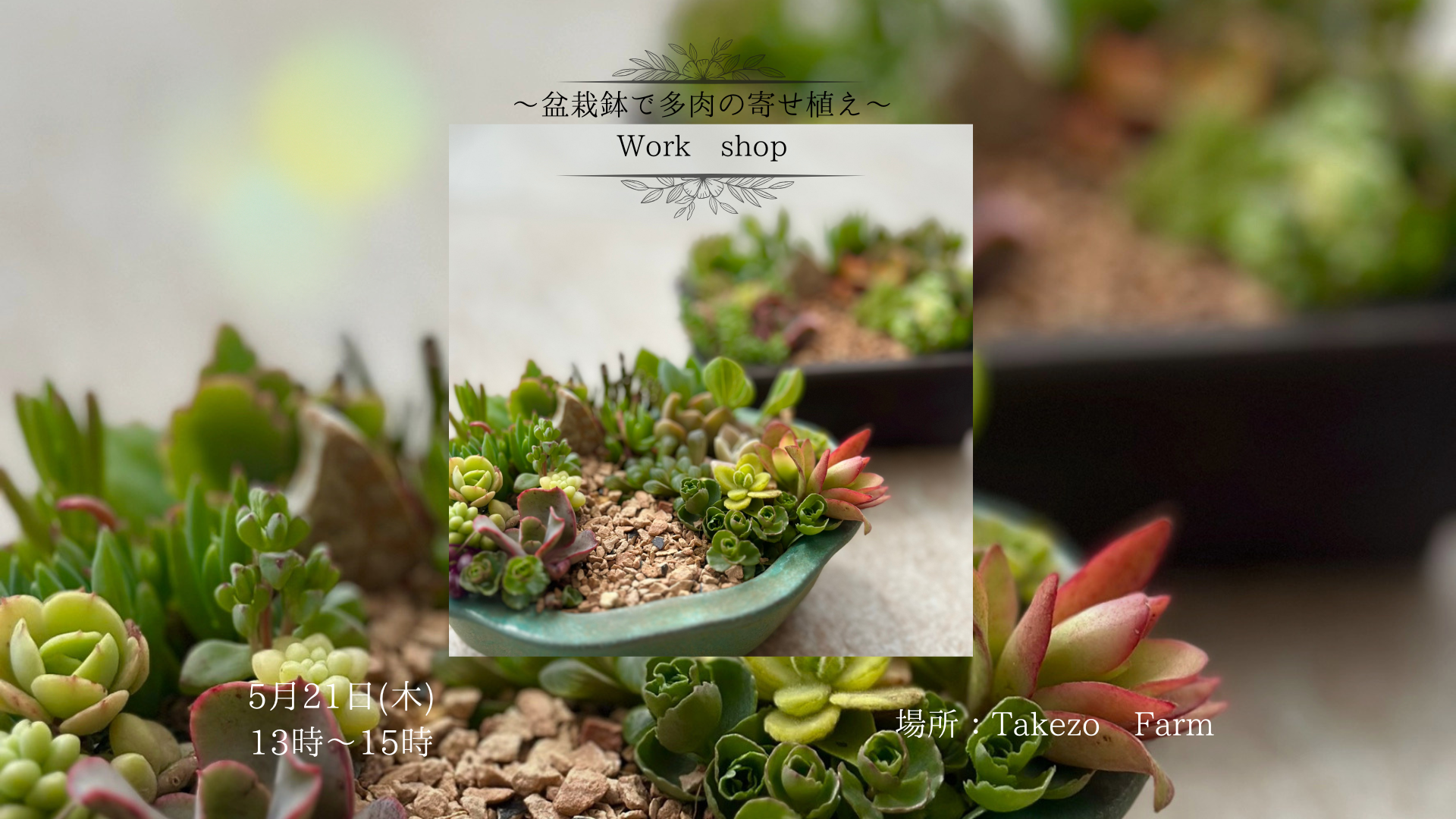 ～盆栽鉢で多肉寄せ植え～