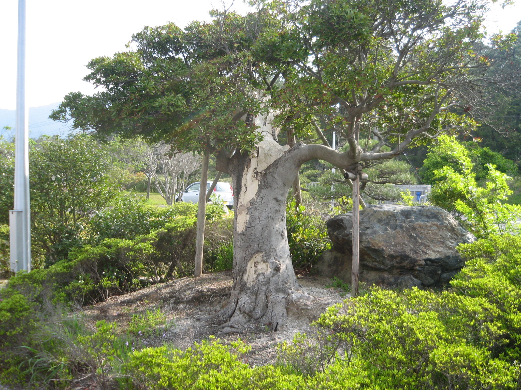 治療前のヤマモモ