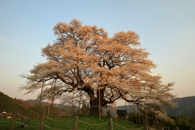 名木・保存樹の保護
