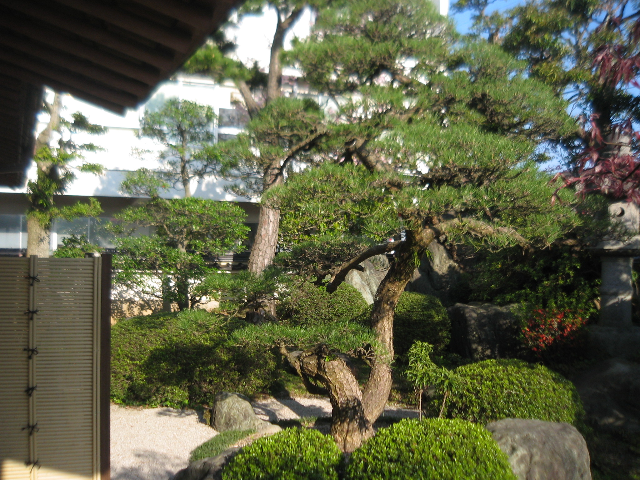 治療後のクロマツ