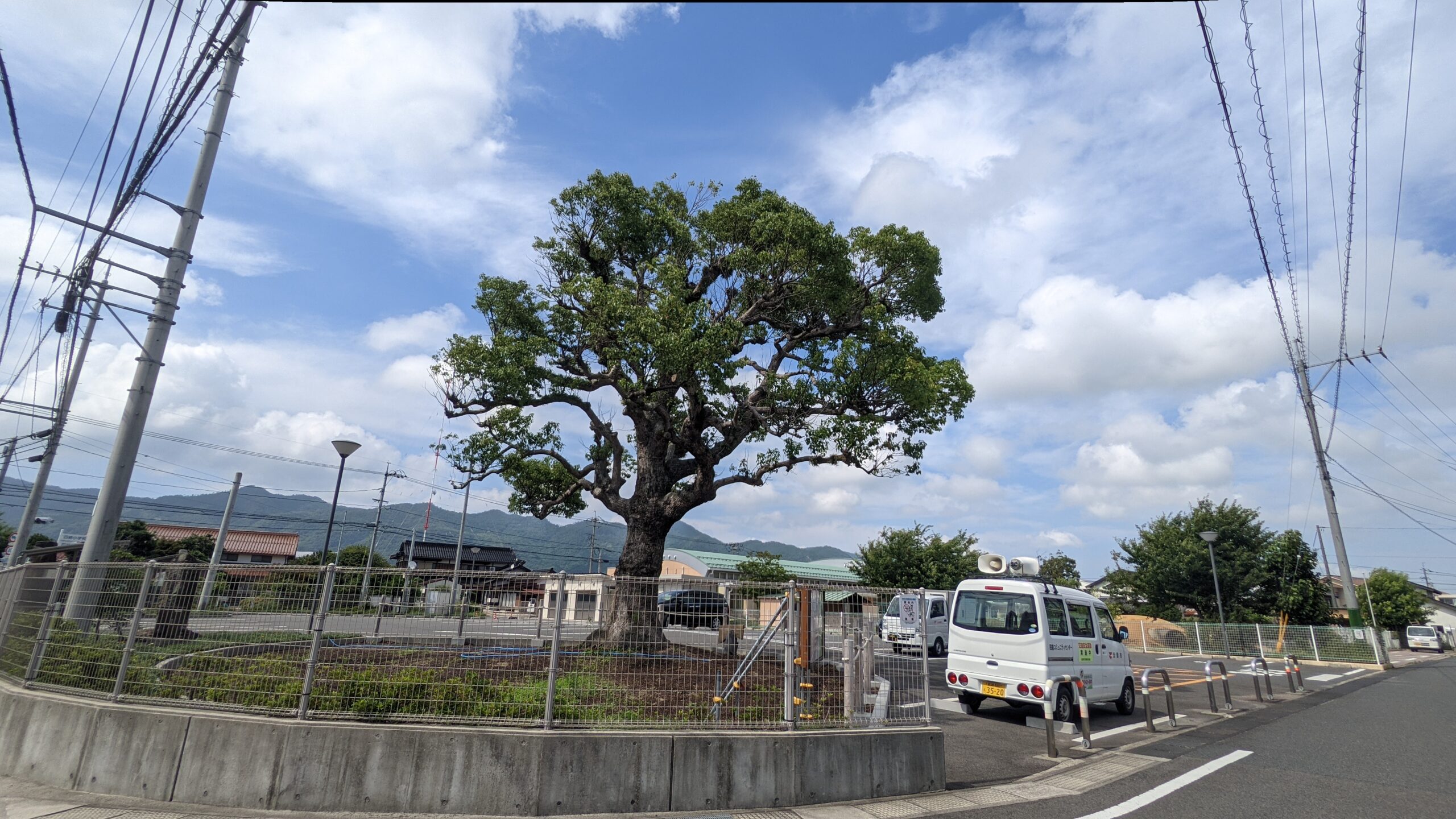 治療後のクスノキ