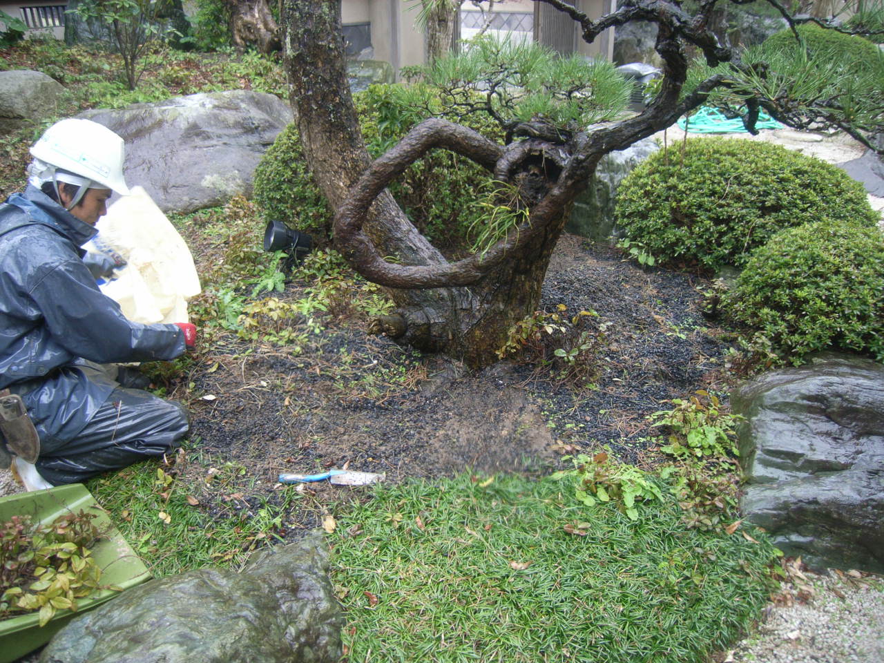 治療前のクロマツ