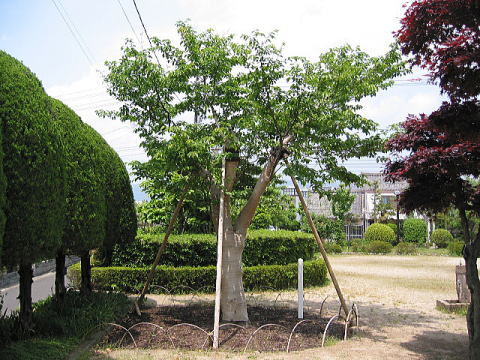 治療後のサクラ