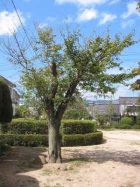 治療前のサクラ