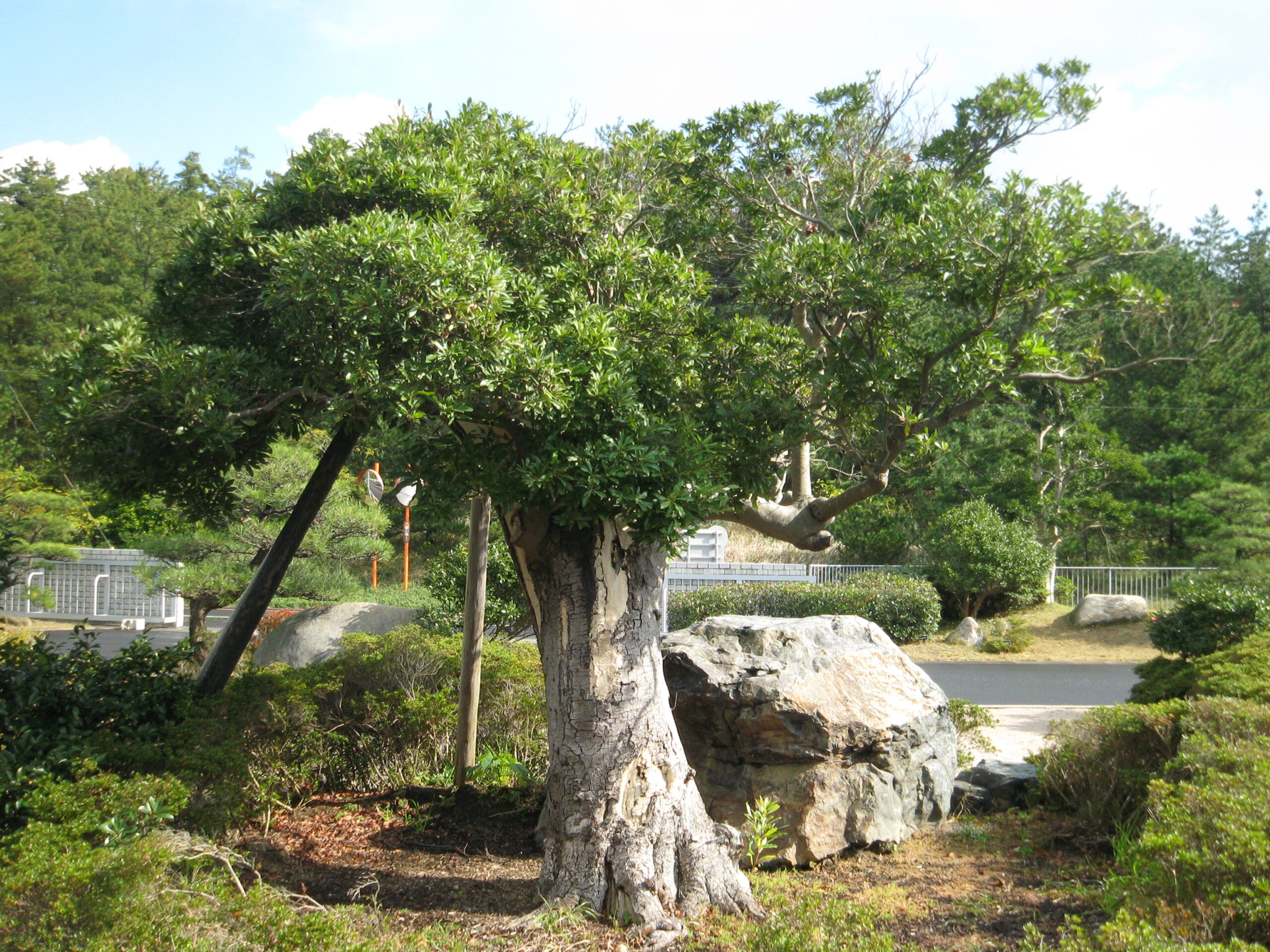 治療後のヤマモモ