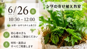 シダの寄せ植え 1
