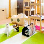多頭飼いでも喧嘩しない!ガーデンルームとキャットウォークの動線設計 多頭飼いとキャットタワー_アイキャッチ