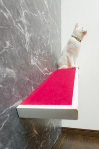 ガーデンルームと猫の相性が良い理由_アイキャッチ