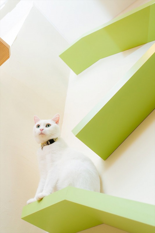 緑のキャットウォークで毛づくろいする白猫