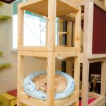 シニア猫・子猫にもやさしいガーデンルームとキャットウォークの設計 オレンジ猫がタワーで眠る_アイキャッチ