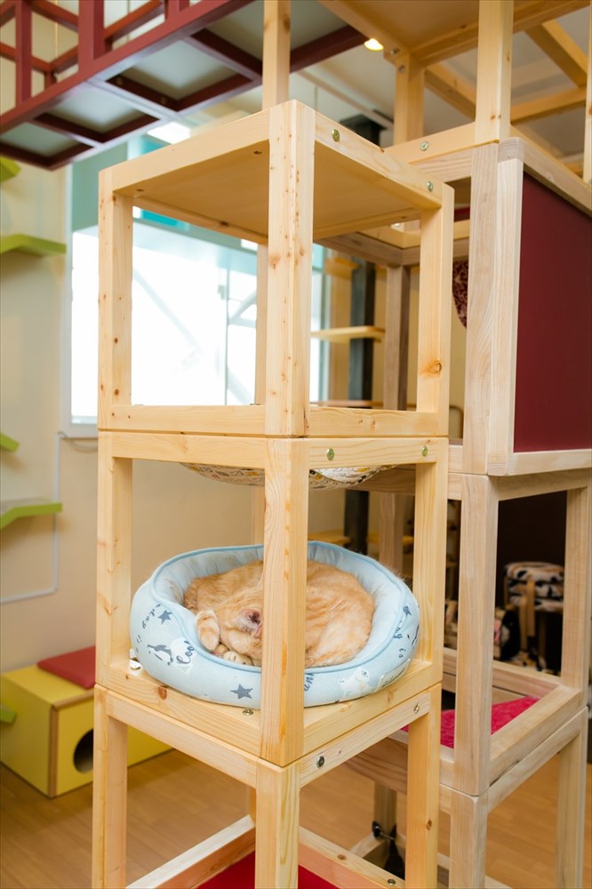 タワーで眠るオレンジ猫