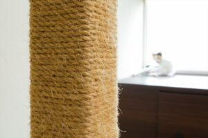窓辺でくつろぐ猫とリビングの延長空間