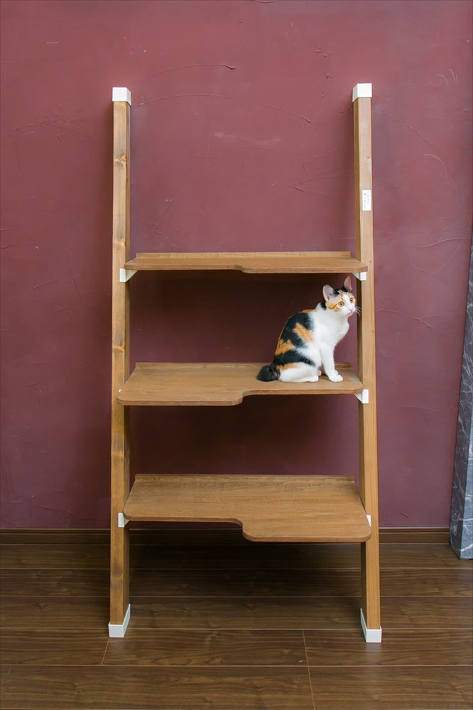 3段の棚に座る三毛猫
