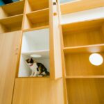山陰地方の気候とガーデンルーム設計の関係―猫が一年中くつろげる庭のつくり方 光の入る空間でくつろぐ猫|Takezo Farm ガーデンルーム