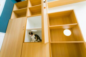 光の入る空間でくつろぐ猫｜Takezo Farm ガーデンルーム