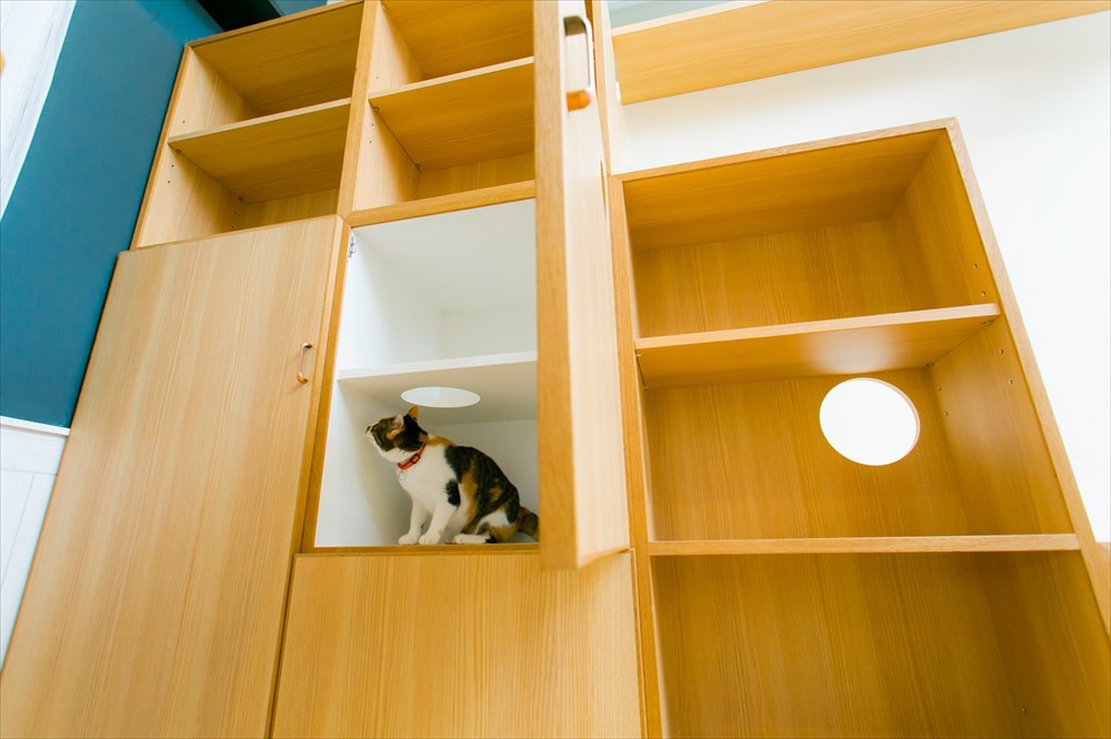 光の入る空間でくつろぐ猫