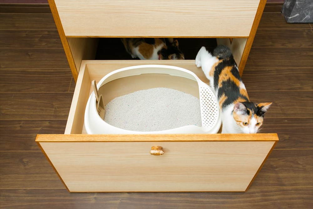 2匹の三毛猫