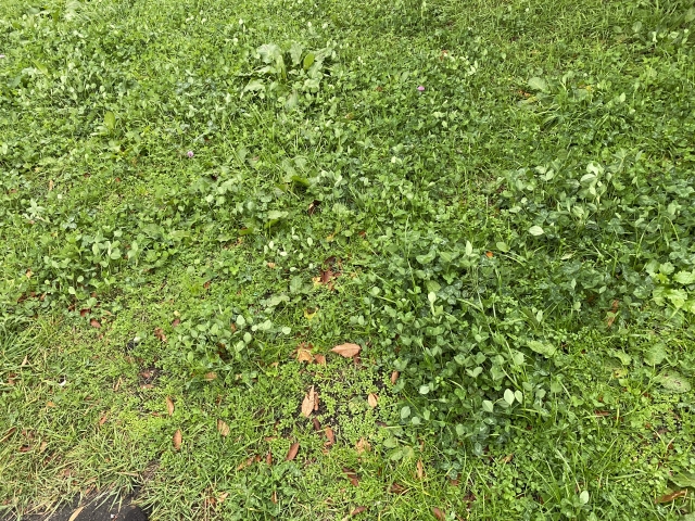 春の草状況