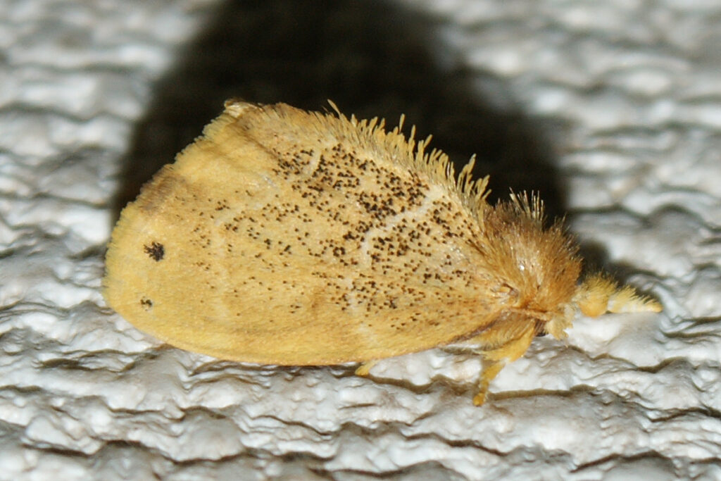 Euproctis pseudoconspersaadult 081007