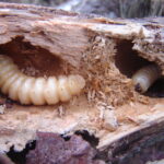 幹の根元に木くずが…これはテッポウムシのサイン? Huhu_grubs