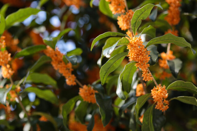 kinmokusei flowers