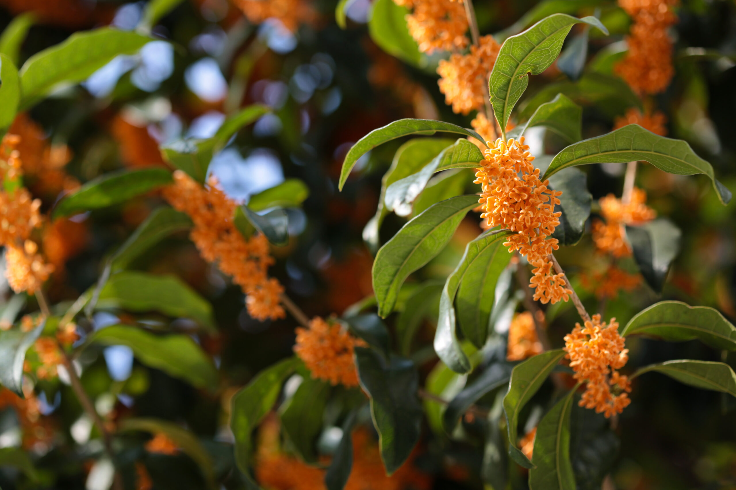 kinmokusei flowers