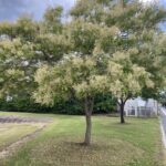 shimatoneriko-symbol-tree