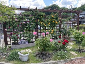 木製トレリスに誘引されたバラが色とりどりに咲く庭、手前に草花の植え込み
