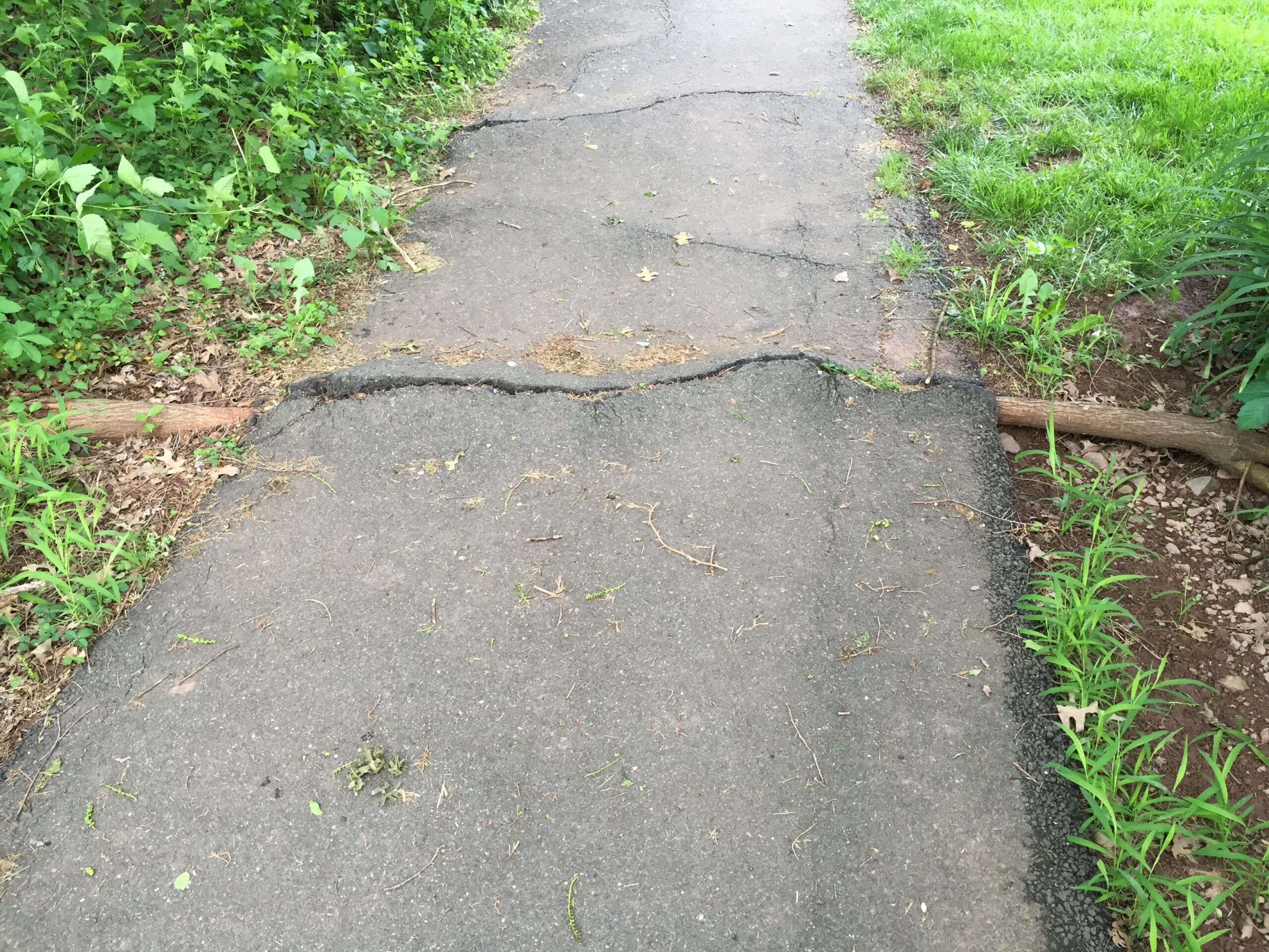 太くなった樹木の根が舗装を押し上げ、アスファルトの遊歩道が波打つように盛り上がっている様子
