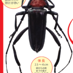 サクラやウメの木くずが変…これは『クビアカツヤカミキリ』のせい? ダウンロード (6)