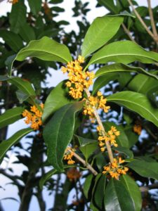 kinmokusei flowers