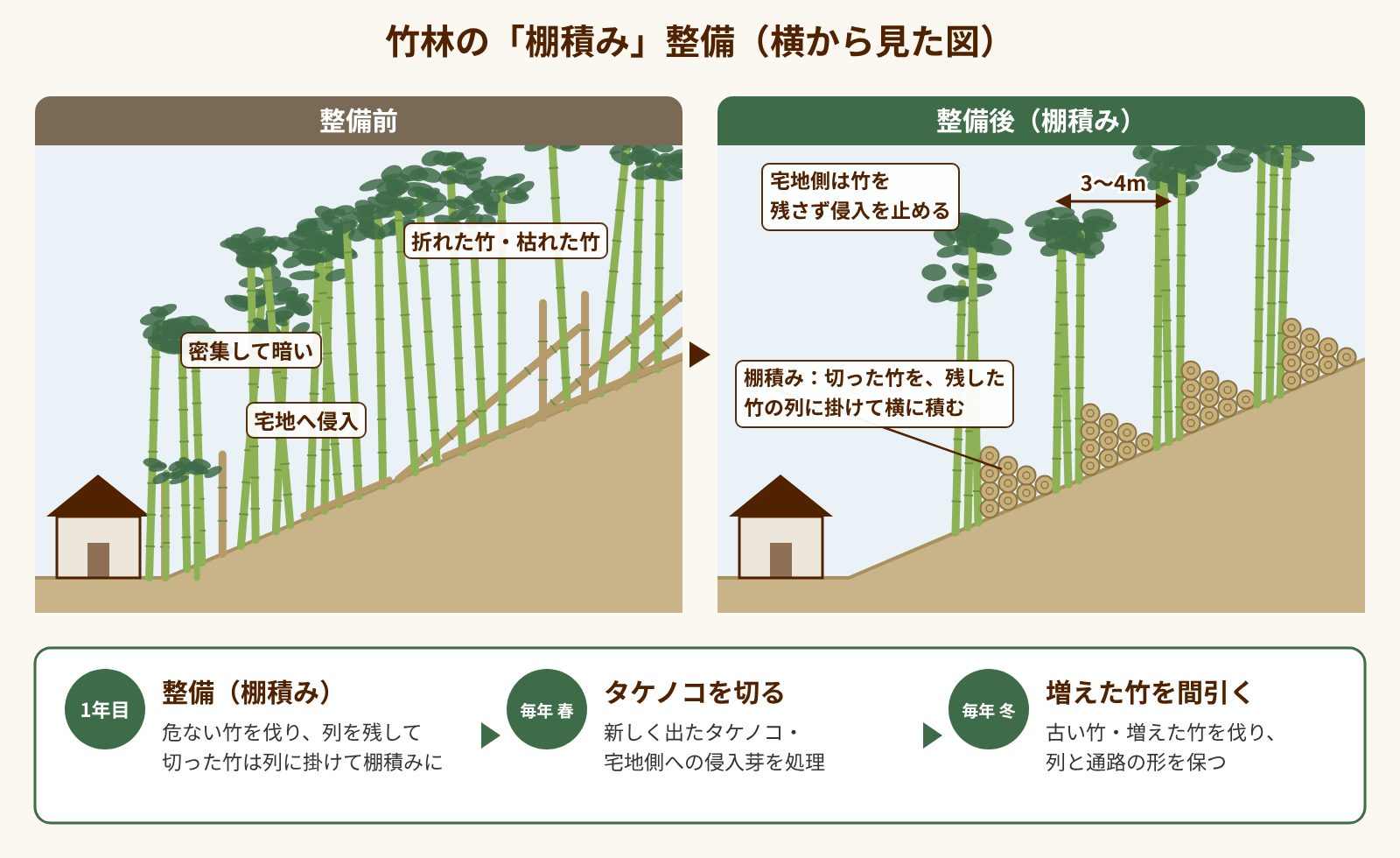 竹林の棚積み整備の説明図。整備前は竹が密集し、整備後は3〜4mおきに竹の列を残し、切った竹を列に掛けて横に積む